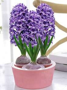 Chậu trồng thủy canh củ hoa tulip, hoa lục bình, hoa thủy tiên, loại 3 lỗ và 5 lỗ. - Nhiều kiểu dáng - Xem 5