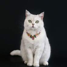 1件优雅宠物珍珠项链，镶嵌宝石水钻公主项圈，适合猫咪幼犬，婚礼派对礼物，宠物配饰 - 彩色 - 查看 10