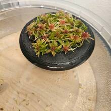 1个水族箱漂浮植物盆，悬挂式水培种植器，适用于淡水鱼缸水质净化和装饰配件 - A - 查看 6