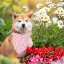 2pcs Floral Dog Scarf, Size 24.8"X11", Designed With Pink Daisy Pattern. These Adjustable Scarves Are Suitable For Medium To Large Dogs, Can Be Reused As A Bib, Scarf Or To Clean Drool. - Multicolor - View 4
