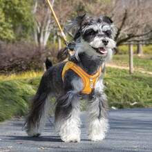 2件套小型犬软网胸背带及牵引绳套装,防逃脱训练背心,带反光条,可调节,适合小型、中型犬和猫 - 彩色 - 查看 13