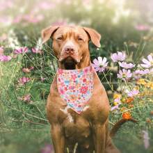 2pcs Floral Dog Scarf, Size 24.8"X11", Designed With Pink Daisy Pattern. These Adjustable Scarves Are Suitable For Medium To Large Dogs, Can Be Reused As A Bib, Scarf Or To Clean Drool. - Multicolor - View 3