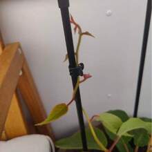50/100 Reusable Green Plant Support Clips - Adjustable Garden And Greenhouse Supports For Vines, Flowers, Seedlings, And Tomatoes - Durable Green Plastic With Metal Clips To Ensure Plant Growth. Garden Support Accessories | Garden Clips | Reusable Garden Clips,Garden,Garden Stuff,Plant Support,Garden Planters,Plastic Plant Support Clips Orchid Stem Clip For Vine Support Vegetables Flower Tied Bundle Branch Clamping Garden Tool - One Size - View 10