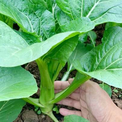 2000+ Yu Choy Sum For Planting In Your Home Vegetable Garde