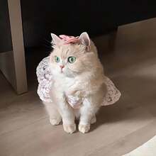 粉色蕾丝花卉宠物连衣裙，甜美刺绣猫狗连衣裙，带蝴蝶结，透气夏季小宠物服装 - 粉色 - 查看 6