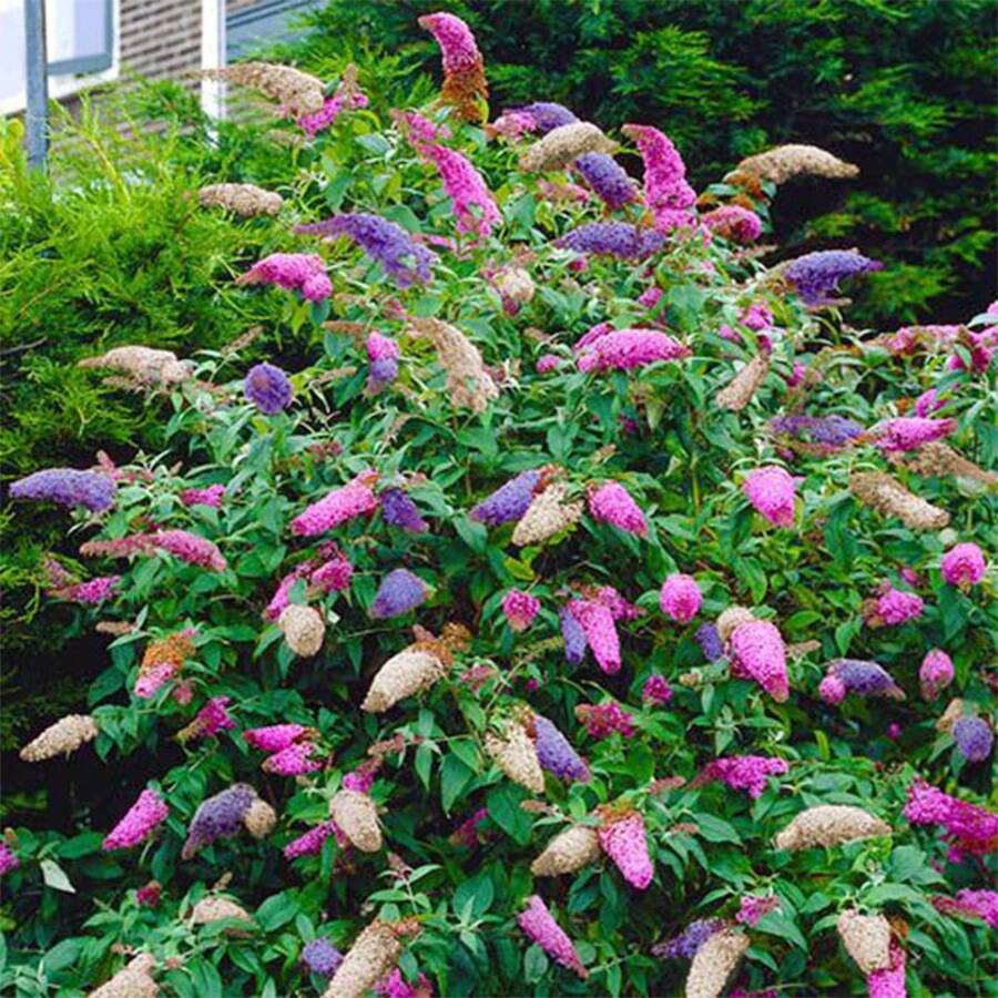 300+ Mix Butterfly Bush  - Buddleia Davidii Flower  Perennial Showy Shrub Plant - 300 - 查看 1