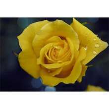 200 piezas de decoración de flores de rosa amarilla para el hogar, balcón, jardín, patio, plantas en maceta - Variante 1 - Ver 5