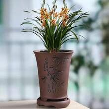 Orchideensamen, gepflanzt zur Gartendekoration, Outdoor-Blumen und -Pflanzen, geeignet für Pflanzenliebhaber als Geschenk der Natur, lokal geliefert. - 50 Stück/Samen - Übersicht 8