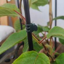 50/100 Reusable Green Plant Support Clips - Adjustable Garden And Greenhouse Supports For Vines, Flowers, Seedlings, And Tomatoes - Durable Green Plastic With Metal Clips To Ensure Plant Growth. Garden Support Accessories | Garden Clips | Reusable Garden Clips,Garden,Garden Stuff,Plant Support,Garden Planters,Plastic Plant Support Clips Orchid Stem Clip For Vine Support Vegetables Flower Tied Bundle Branch Clamping Garden Tool - One Size - View 9