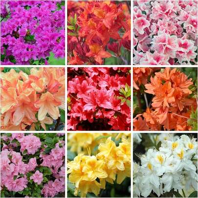 Flower Seeds