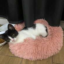 1 pieza Cama redonda de peluche para mascotas, adecuada para gatos y perros de todos los tamaños, cama para dormir profundamente para uso durante todo el año, primavera/verano/otoño/invierno - Rosa - Ver 12