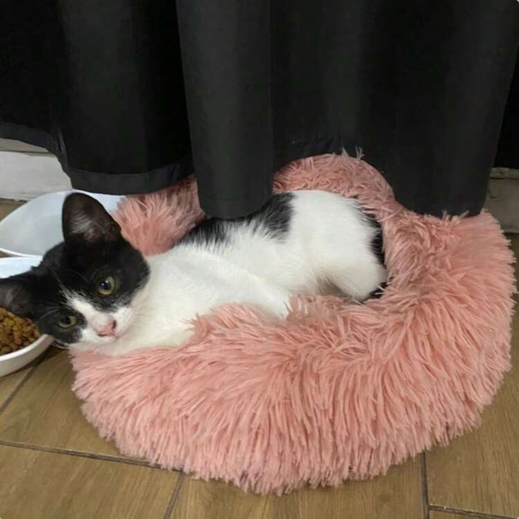 1 pieza Cama redonda de peluche para mascotas, adecuada para gatos y perros de todos los tamaños, cama para dormir profundamente para uso durante todo el año, primavera/verano/otoño/invierno - Rosa - Añade 12