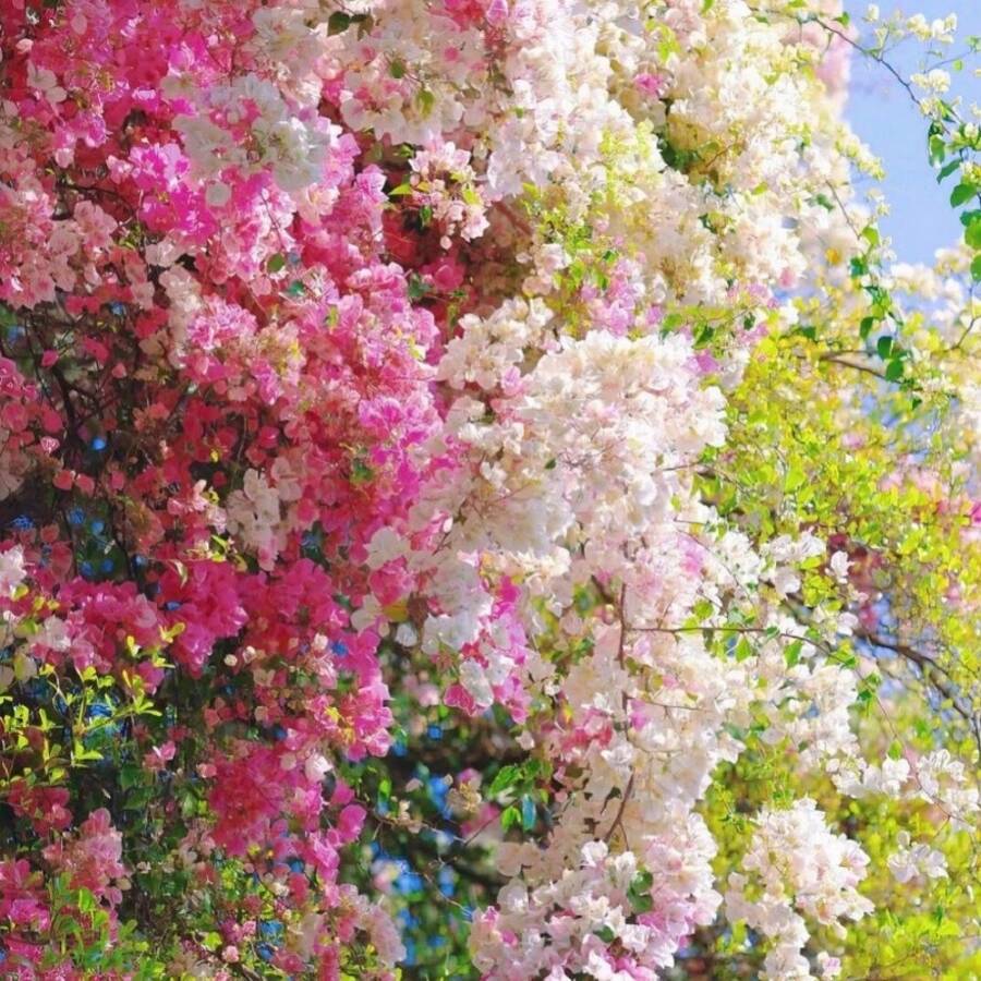181 semillas de flores de glicinia, flores trepadoras tropicales brillantes, adecuadas para plantar en el jardín - 181 - Ver 1