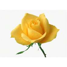 200 piezas de decoración de flores de rosa amarilla para el hogar, balcón, jardín, patio, plantas en maceta - Variante 1 - Ver 1