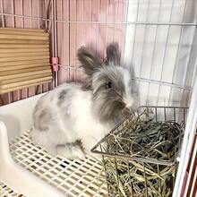 Metal Rabbit Feeder Basket With Hay Rack, Grid Design - Elevated Hay Rack For Small Pets, Durable Cage With Leak-Proof Design For Easy Cleaning, Pet Feeding Station | Cylindrical Wire Frame | Sturdy And Durable Structure, Rabbit Feeder - View 7