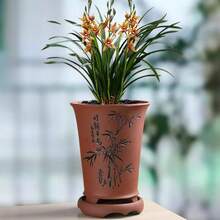 Orchideensamen, gepflanzt zur Gartendekoration, Outdoor-Blumen und -Pflanzen, geeignet für Pflanzenliebhaber als Geschenk der Natur, lokal geliefert. - 50 Stück/Samen - Übersicht 3