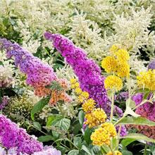 300+ Mix Butterfly Bush  - Buddleia Davidii Flower  Perennial Showy Shrub Plant - 300 - 查看 3