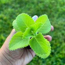 Oregano Italian Oregano HERB , Heirloom, 1000 Pcs, Healthy Delicious Plants Live  Outside Mosquito Repellent Outdoor Garden Plants For Planting Perennial,Flowers Traditional Garden Uitable For Indoor Planting And Easy To Grow - 1pack - 查看 4