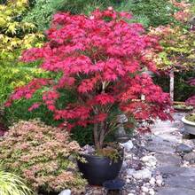 Árbol de arce rojo japonés para plantar (Rubrum) para jardín. - 50 unidades - Ver 9