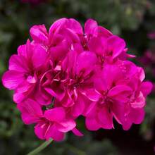 109-Piece Geranium Flower Garden For Planting - Perennial Geraniums In Bed And Basket Garden - 109件 - 查看 4
