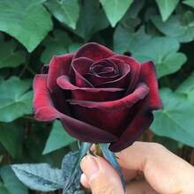 Black And Red Roses, Evergreen And  Flowers, Rose Bush Seeds, Suitable For Planting, Suitable As A Gift. - 100 - View 2