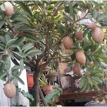 Sapodilla nano innestato - 1 confezione - Visualizzare 2