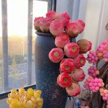 105 piezas/Mezcla de jardín: Rosas de montaña color rosa, Rosas suculentas color melocotón, Plantas suculentas, Rosas de copa de vino violeta de montaña, Plantas de interior para escritorio - 105 unidades/semillas mixtas - Ver 4