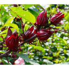 Graines de Roselle rouge (Hibiscus Sabdariffa) pour la plantation - 120 pièces - Voir 4