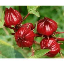 Graines de Roselle rouge (Hibiscus Sabdariffa) pour la plantation - 120 pièces - Voir 5
