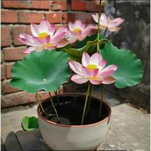 発芽済みの多色蓮の盆栽種子 - 植え付け準備済み、屋内および屋外の水生庭園に最適、植え付けガイド付き、最小限の手入れで簡単に育てられます。 - 種子30個 - チェックする 6