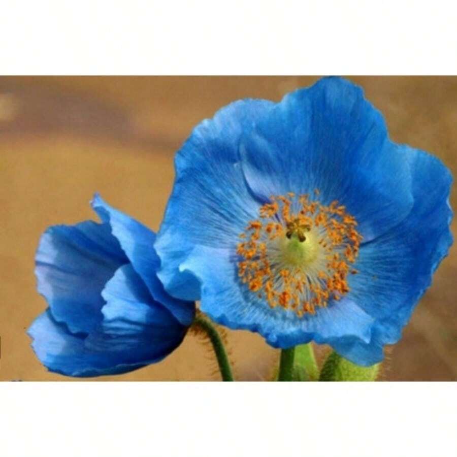 Amapola Azul - Rhoeas, Amapola de Ventaño, Flor de Meconopsis del Himalaya - 120 unidades/semillas - Ver 1