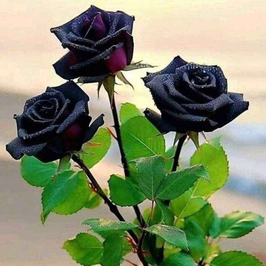 piezas de rosas rojas y negras de alta tasa de germinación, flores decorativas de larga duración, arbustos de rosas adecuados para regalos. - 100 unidades - Ver 1