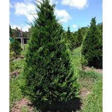Avec les cyprès italiens - Arbres de paysage parfaits et élégants, décorations de jardin et de cour - résistants au froid et à la chaleur, avec des feuilles vertes toute l'année. - Graines de sapin et de cyprès italiens - Voir 1