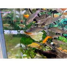 Waterproof Magnetic Seaweed Clip Saltwater Fish Feeding Nori Clip Aquariums Magnet Veggie Feeder Plant Clamp Fish Accessories-Patented Product (1pcs Magnetic Veggie Clip) - 1pcs Magnetic Veggie Clip - View 11
