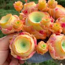 105 piezas/Mezcla de jardín: Rosas de montaña color rosa, Rosas suculentas color melocotón, Plantas suculentas, Rosas de copa de vino violeta de montaña, Plantas de interior para escritorio - 105 unidades/semillas mixtas - Ver 1