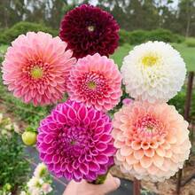 Plus de 500 fleurs de dahlia pompon vivaces pour la plantation extérieure - les dahlias attirent les abeilles et les papillons, plantes patrimoniales non OGM - 500 - Voir 6
