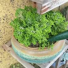 1pc Hand-Held Soil Auger - Suitable For Planting Seedlings And Bulbs, With Punching And Sowing Functions. This Is A Reusable Garden Planting Tool In Grass Green Color - 1pc - Multicolor - View 6