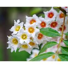 Recomendamos 50 ÁRBOLES DE XANTOCERAS SORBIFOLIO (también conocido como Cuerno Dorado, Árbol de la Lluvia, Castaño Florido Chino) - Flor Fragante Blanca, Amarilla y Roja - Variante 1 - Ver 11