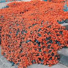 2000pcs Orange Creeping Thyme  Non-GMO Perennial Fragrant Low Maintenance Herb  Home Garden Backyard Plant - 2000件 - 查看 2
