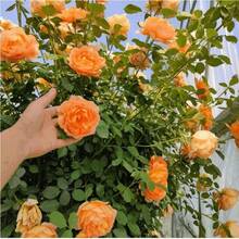 238 piezas de hermosas rosas trepadoras - 238 - Ver 2