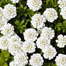 I semi di SUPSEED Iberis bianco, una pianta fiorita vibrante per l'autunno, da piantare in un vaso da 1 pollice - può essere regalata per il giardinaggio domestico. - Alternativa 1 - Visualizzare 1