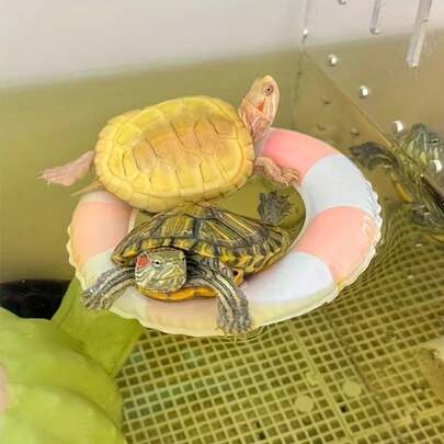 1 Set Inflatable Turtle Swimming Ring, Turtle Floating Platform Toy, Small Animal Swimming Ring & Sunbathing Rest Platform - Suitable For Sea Turtles And Tortoises