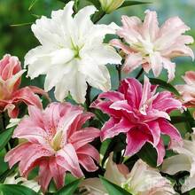 Lis double mixte - Agréablement parfumé - Grandes fleurs jusqu'à 90 cm de hauteur - Bien adapté comme fleurs coupées - Vivace - 100 pièces - Voir 10