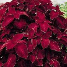 Semillas de Coleus Rojo Veludo 'Annual Wizard' para Plantas de Interior o Jardín, Decoración de Jardín, Flores de Exterior, Plantas y Vegetales, para Entusiastas de las Plantas, Regalo Natural - 100 piezas/semilla - Ver 5