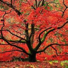 Árbol de arce rojo japonés para plantar (Rubrum) para jardín. - 50 unidades - Ver 2