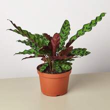 Calathea Rattlesnake - pentola da 6 pollici - Visualizzare 1