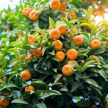 High Reproductive Beginner-Friendly Orange Fruit Tree  20  Sweet Grows In Garden And Pots Striking Landscaping Plant Courtyard Flower Easy To Maintain - 20 - 查看 1