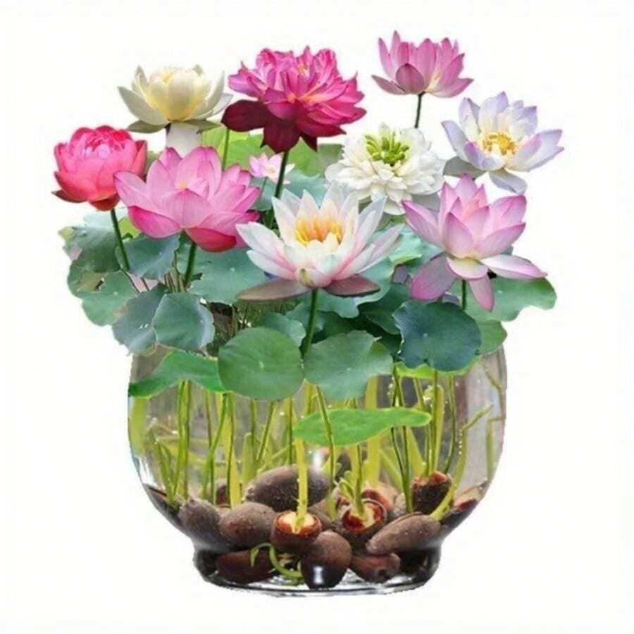 Mezcla de Loto, Flor Perenne de Exterior, Plantas Trepadoras para Cubrir Suelos, Plantas de Interior y Exterior, Flores para Plantar, Hierbas, Vegetales, Frutas, Jardinería, Regalos Naturales para Amantes de las Plantas, Entrega Local - 10 unidades/semilla - Ver 1