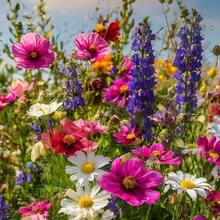 Pollinator Wildflower  Bulk Eye-Catching Mixed Colors, Bulk Wildflower  - Hummingbird & Butterfly Flower  - Non GMO Bulk Flower  For Planting, Stunning Home Garden Flowers Non GMO Heirloom Garden - 100粒種子 - 查看 1