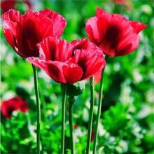 1000 piezas de semillas de amapola roja para decoración de coches - Fácil de germinar y capaz de crecer rápidamente, la flor de amapola atrae abejas y mariposas. Amapola fragante - Ropa de mujer - Papaver rhoeas ---Cada paquete incluye una etiqueta con el nombre del producto. - 1000 - Ver 2